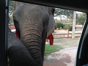 Elefantes invadindo o carro nas ruas de Ayutthaya, Tailândia.