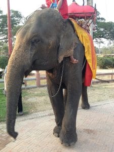 Elefantes nas ruas de Ayutthaya, Tailândia