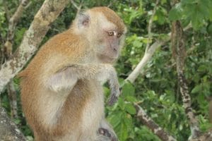 Plenty of monkeys in Koh Dong islands.