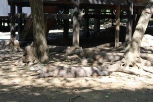 Parque Nacional de Komodo