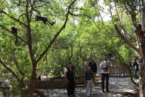 Vistin the Bioparc is one fo the best things to do in 3 days in Valencia