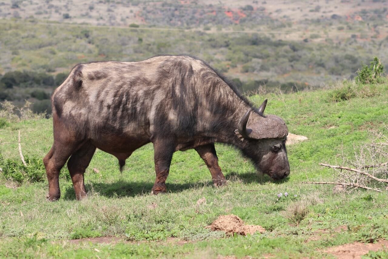 Addo Elephant