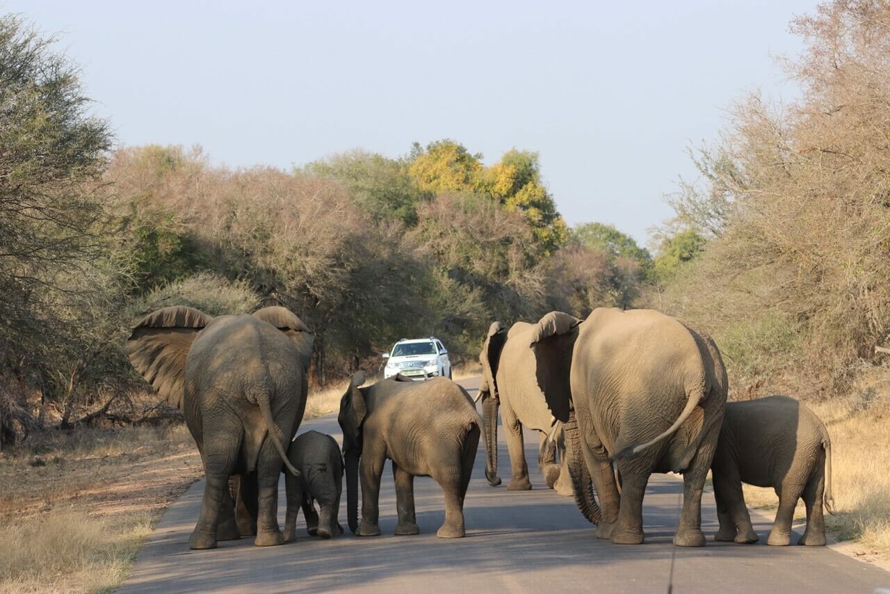 safári no Kruger Park