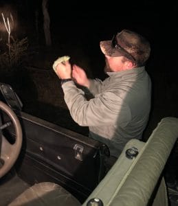 kruger park safari