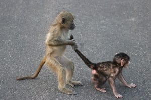 kruger monkeys