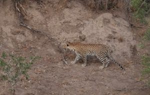 kruger park safari sabi sands