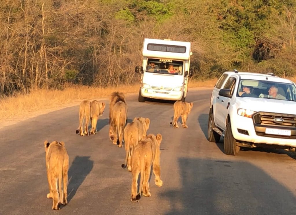 kruger park safari sabi sands