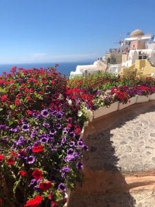 flores em santorini