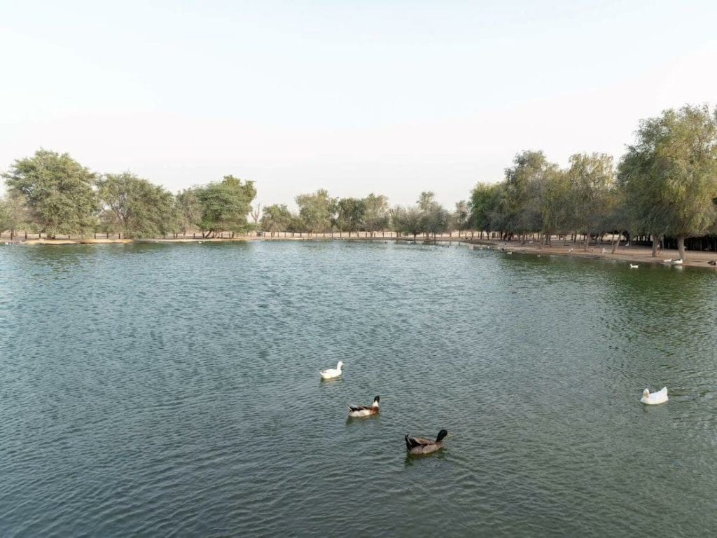 Al Qudra Lakes, Dubai