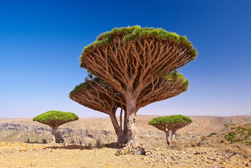 Dragon trees, Socotra Island, Yemen